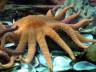 Fotografia: Rozgwiazda olbrzymia - słonecznikowa (Pycnopodia helianthoides) z Oceanarium w Gdyni